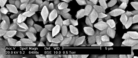 Are all forms of Bt toxin safe?