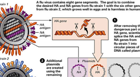Genetic Engineering: Far-Reaching Biomedical Uses in Modern Society