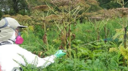 Glyphosate and Glyphosate-based Herbicides