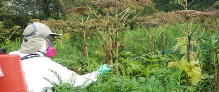Glyphosate and Glyphosate-based Herbicides